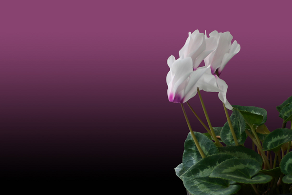 添加 3D 边框